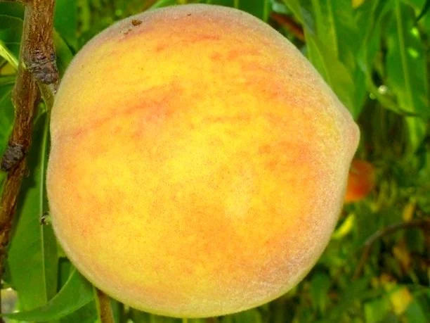 Peach Tree, Peach Varieties — Burchell Nursery
